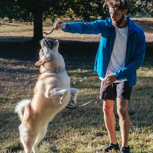 Learn the Best Leash Training Techniques for Your Dog