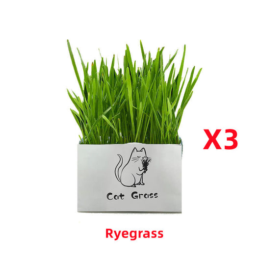 Organic Soil-Free Cat Grass for Clean Oral Health | Natural Cat Supplies