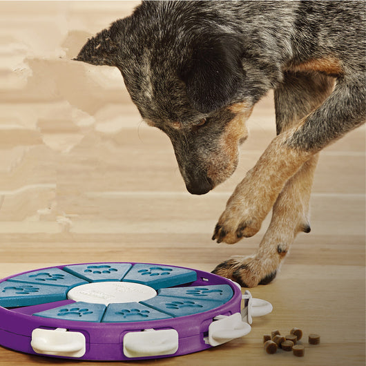 Engage Your Pup's Mind with Fun and Durable Dog Educational Toys
