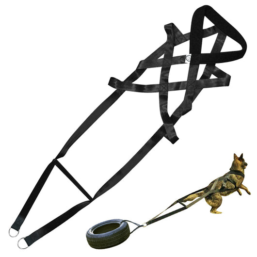 Dog Leashes and Chest Straps - Essential Training