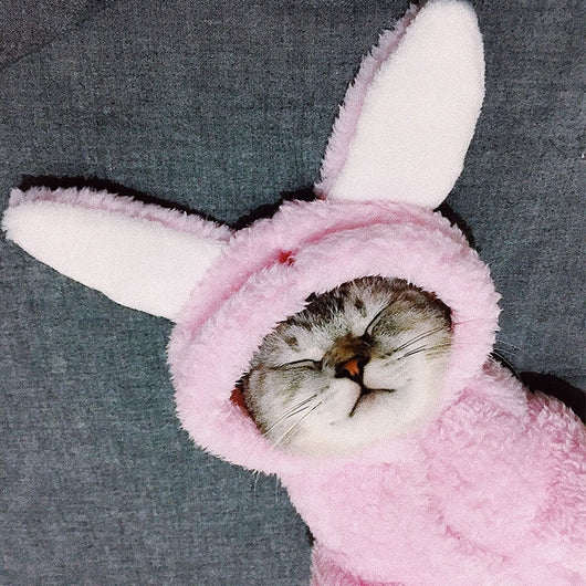 Cute and Funny Pet Cat Clothes for Kittens