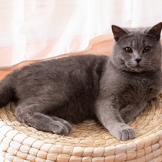 Cozy and Stylish Teng Wok Felt House Cat Bed