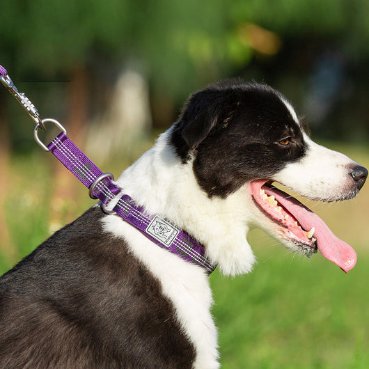 Pet Collar for Small Dogs and Cats with Little Golden Ball