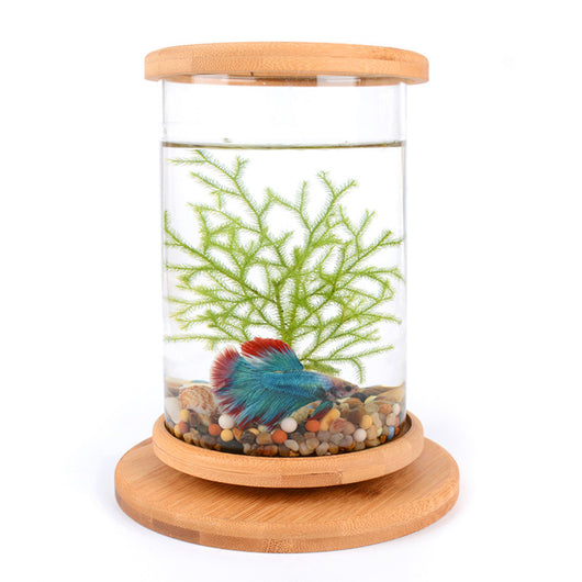 Eco-Friendly Bamboo Base Glass Aquarium for Small Spaces