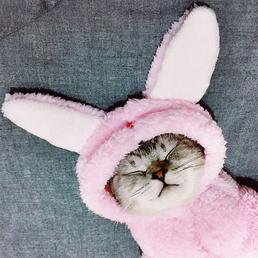 Cute and Funny Pet Cat Clothes for Kittens