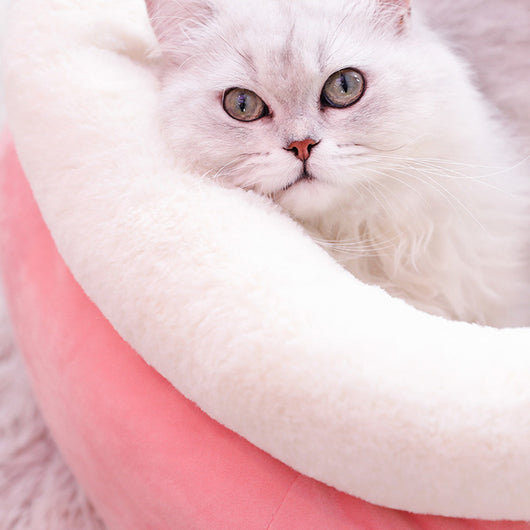 Warm and Cozy Winter Cat Litter