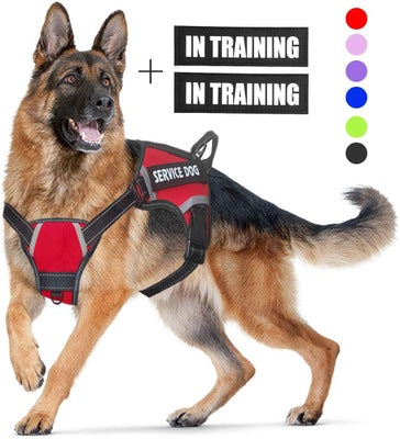 Adjustable Dog Harness | Multiple Color | with Easy-to-Wear Buckle and Stainless Steel D-Ring