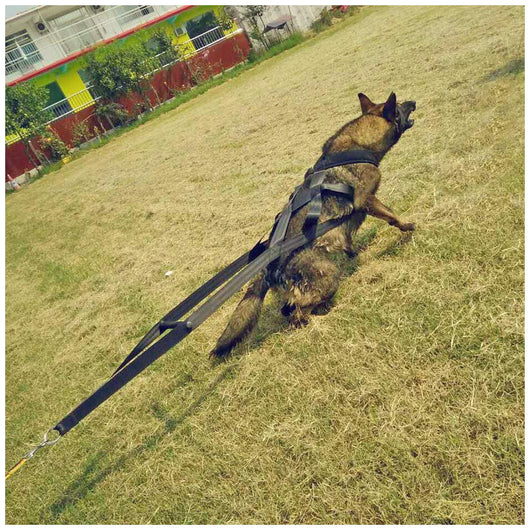 Dog Leashes and Chest Straps - Essential Training