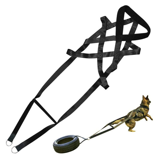 Dog Leashes and Chest Straps - Essential Training