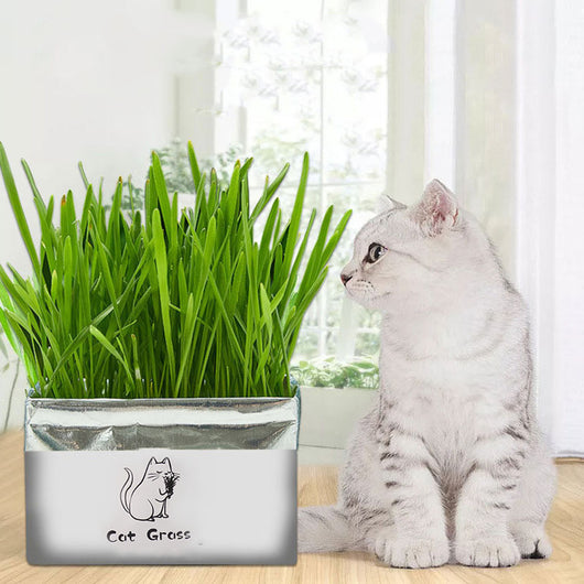 Organic Soil-Free Cat Grass for Clean Oral Health | Natural Cat Supplies