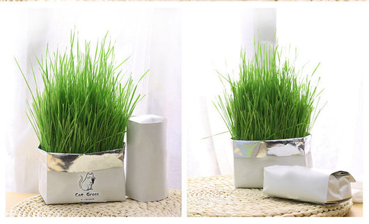 Organic Soil-Free Cat Grass for Clean Oral Health | Natural Cat Supplies