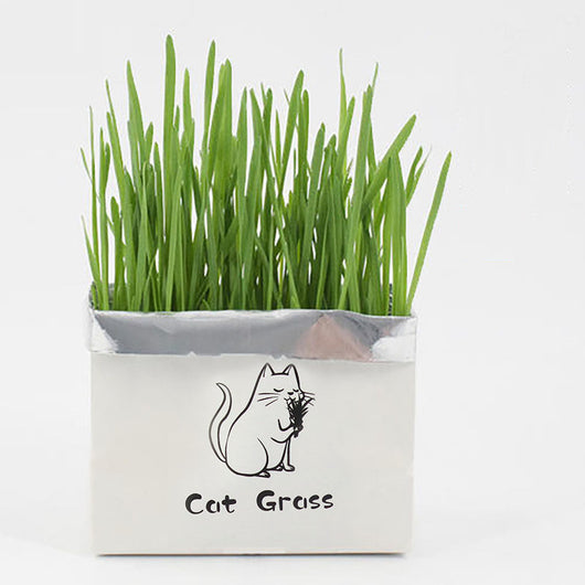 Organic Soil-Free Cat Grass for Clean Oral Health | Natural Cat Supplies