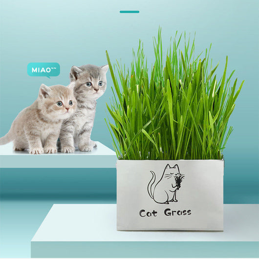 Organic Soil-Free Cat Grass for Clean Oral Health | Natural Cat Supplies