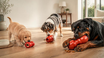 Choosing the Right KONG Dog Toys Online: A Comprehensive Selection Guide