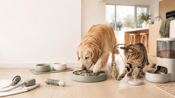 Beyond Basic Toys: Your Guide to Specialized Pet Supplies for Optimal Health & Happiness
