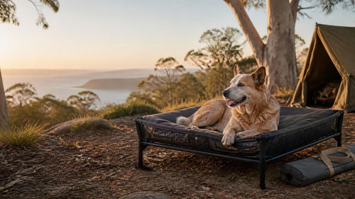 Selecting the Perfect Portable Pet Camping Bed: Comfort, Safety, and Durability for Aussie Adventures