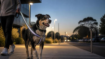 Combining Safety and Aesthetics: How to Choose the Perfect Reflective Stylish Dog Leash