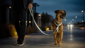 The Definitive Guide to Choosing a Reflective Stylish Dog Leash for Optimal Visibility