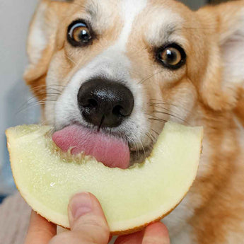 The Pros and Cons of Raw Food Diets for Dogs in the USA