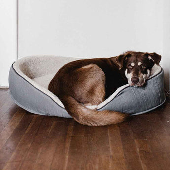 Where to Find the Best Dog Beds in the USA?