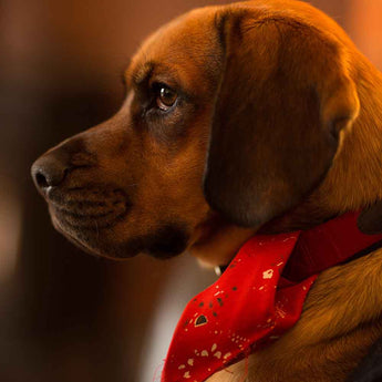 The Complete Guide to Dog Collars in the USA