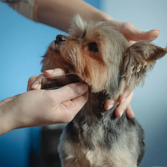 How often should you groom your dog?