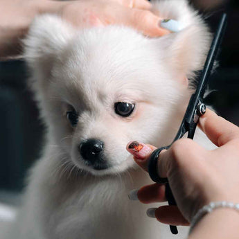 Top 5 Must-Have Dog Grooming Supplies in the USA