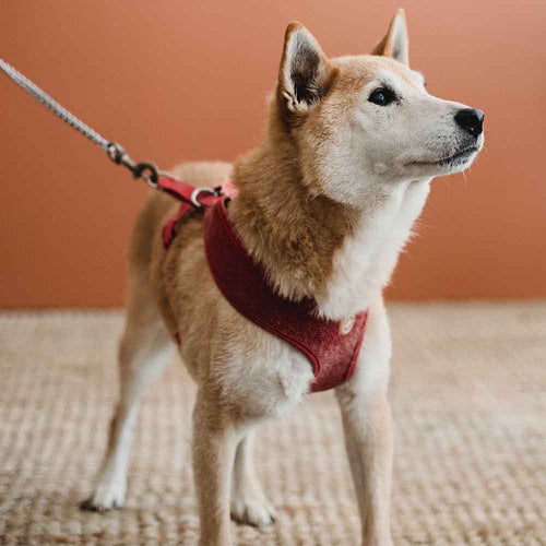10 Best Dog Harnesses for Hiking in the USA