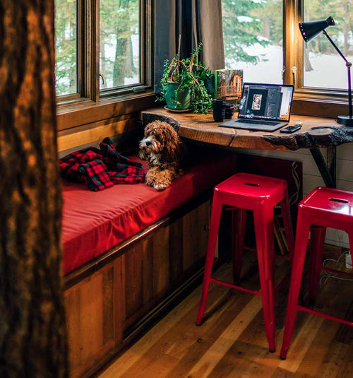 Top 5 Pet-Friendly Hotels in the USA for Your Next Vacation