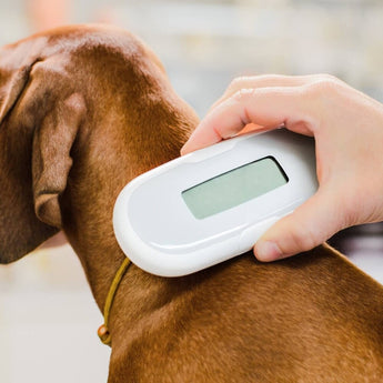 The Importance of Microchipping Your Dog in the USA