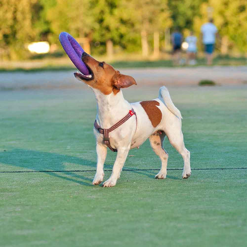 10 Most Popular Dog Toys in the USA - Which One Does Your Pup Need?