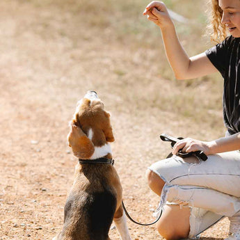 How to Train Your Dog with Clicker Training in the USA
