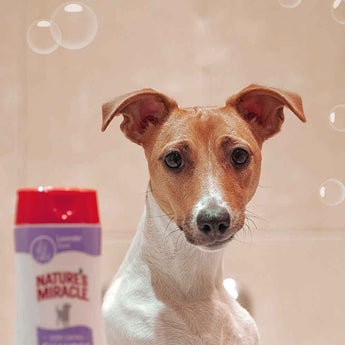 10 Best Dog Shampoos and Conditioners for a Healthy Coat in the USA
