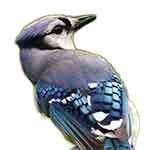 files/pet-type-bird.png