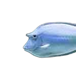 files/pet-type-fish.png