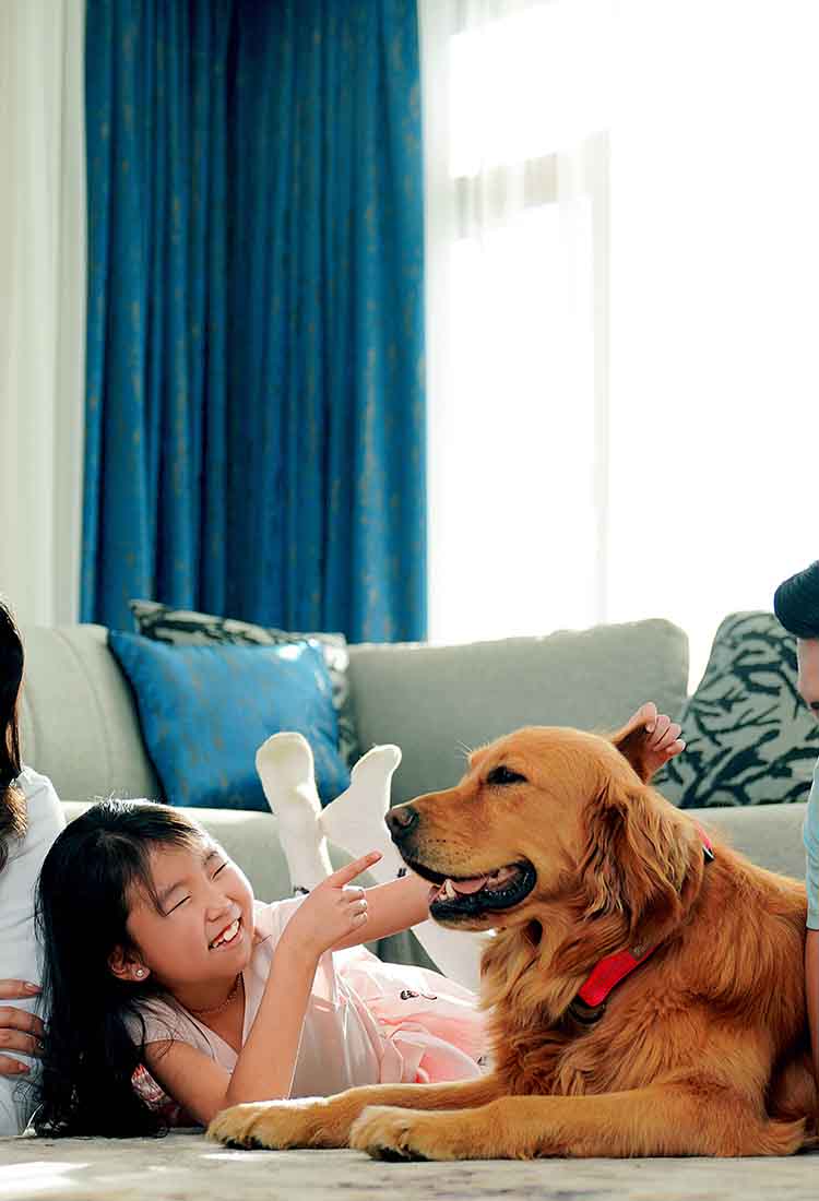 Bagaton Shop Pet Supplies and Accessories Online | Bagaton