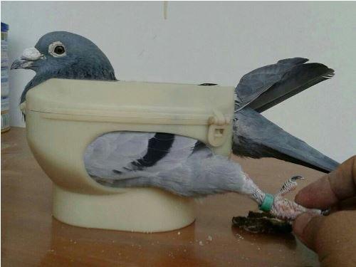 Plastic Racing Pigeon Holder for Easy Bird Handling and Feeding