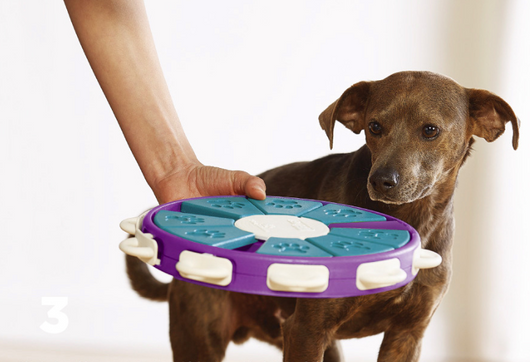 Engage Your Pup's Mind with Fun and Durable Dog Educational Toys