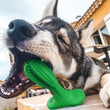 Bite-Resistant Dog Toothbrush and Molar Toy