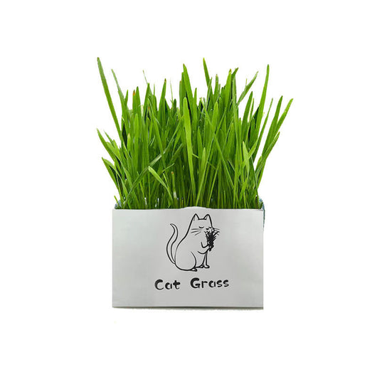 Organic Soil-Free Cat Grass for Clean Oral Health | Natural Cat Supplies