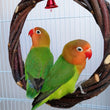 Bird Standing Frame Rattan Ring Chewing Toy for Small and Medium-Sized Birds